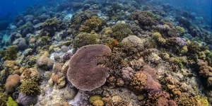 Tips wisata ke Wakatobi