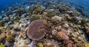Tips wisata ke Wakatobi