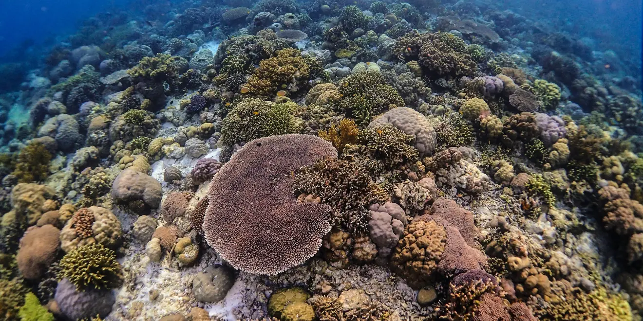 Tips wisata ke Wakatobi