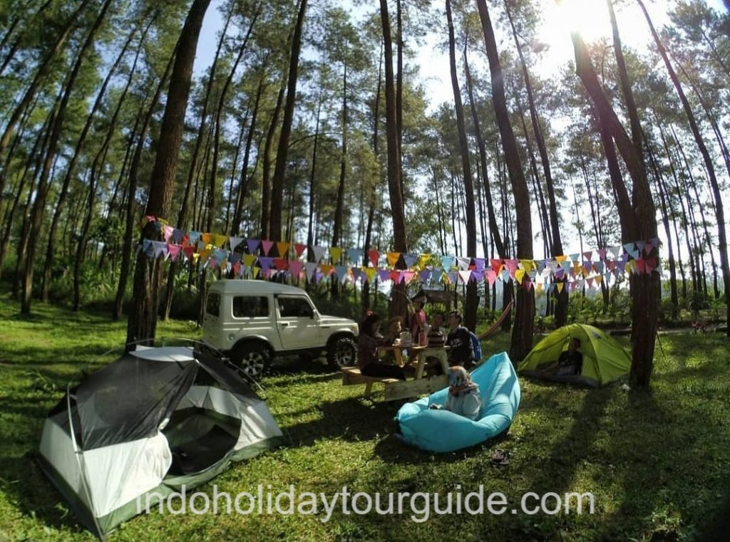 hutan pinus loji lereng kelud