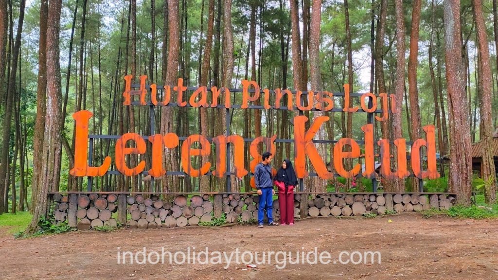 IndoHolidayTourGuide | Hutan Pinus Loji Lereng Kelud, Wisata Sejuk