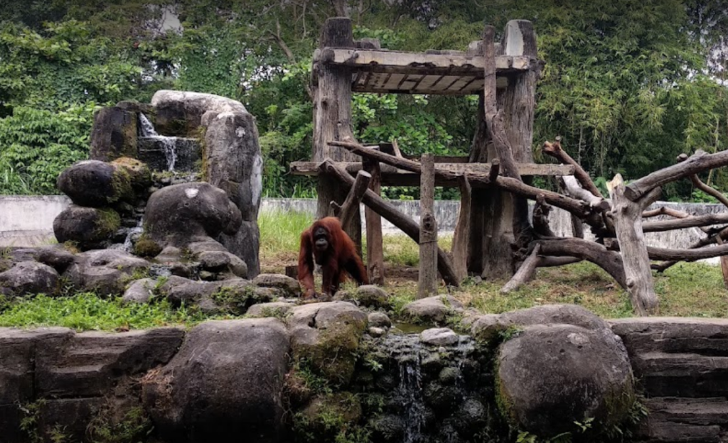 IndoHolidayTourGuide | Wisata Kebun Binatang Gembira Loka Yogyakarta