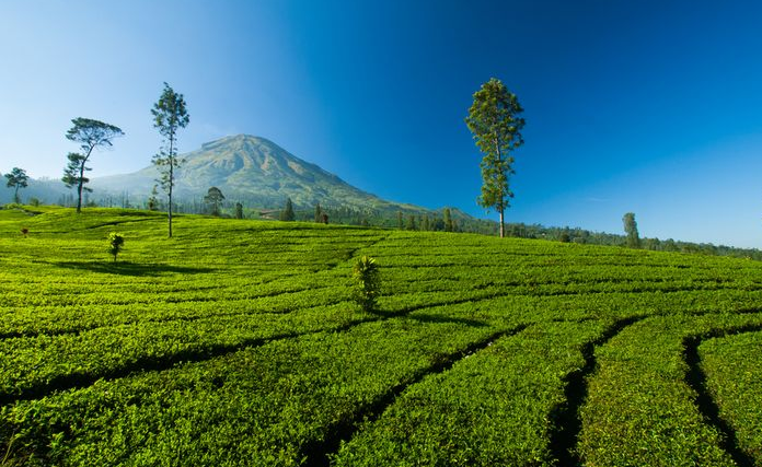 IndoHolidayTourGuide | Wisata Kebun Teh Tambi dieng Wonosobo